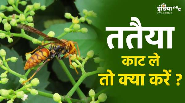 What to do on the bite of the wasp? Follow these tips immediately after stinging